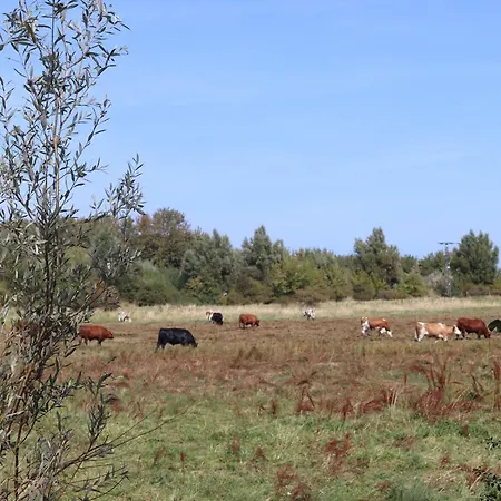 Ostseeferienhaus California Дом отдыха Циров